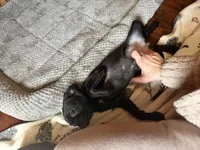 Poppy, a female Pug and Brussels Griffon for sale in Bloomington, IL – Photo 5 of 10