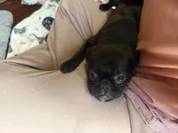 Poppy, a female Pug and Brussels Griffon for sale in Bloomington, IL – Photo 3 of 10