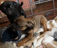 Poppy, a female Pug and Brussels Griffon for sale in Bloomington, IL – Photo 9 of 10