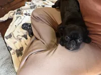 Poppy, a female Pug and Brussels Griffon for sale in Bloomington, IL – Photo 7 of 10