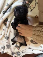 Poppy, a female Pug and Brussels Griffon for sale in Bloomington, IL – Photo 10 of 10