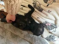 Poppy, a female Pug and Brussels Griffon for sale in Bloomington, IL – Photo 2 of 10