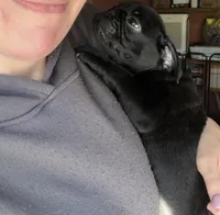 Pete, a male Pug for sale in Bloomington, IL – 3 of 10