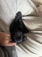 Max, a male Pug for sale in Bloomington, IL – 10 of 10