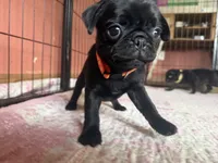 Bert, a male Pug for sale in Bloomington, IL – 7 of 10