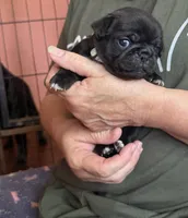 Snowy, a female Pug for sale in Bloomington, IL – 10 of 10