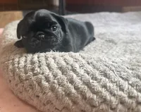Pippa , a female Pug for sale in Bloomington, IL – 7 of 10