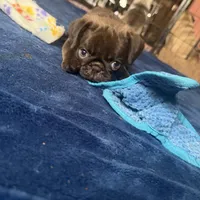 Count Chocula Jr. 🍫, a male Pug for sale in Bloomington, IL – 4 of 10