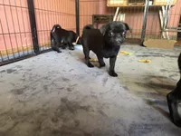 Pete, a male Pug for sale in Bloomington, IL – 10 of 10