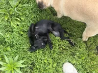 Astrid, a female Brussels Griffon for sale in Bloomington, IL – 10 of 10