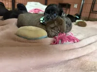 Kevin, a male Pug for sale in Bloomington, IL – 4 of 10