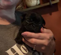 Earl, a male Pug for sale in Bloomington, IL – 6 of 10