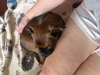 Rex, a male Brussels Griffon for sale in Bloomington, IL – 8 of 10