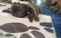 Count Chocula Jr. 🍫, a male Pug for sale in Bloomington, IL – 5 of 10