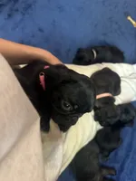Petal, a female Pug for sale in Bloomington, IL – 7 of 10