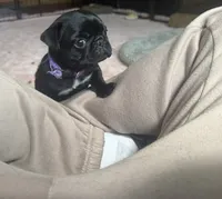 Pippa , a female Pug for sale in Bloomington, IL – 9 of 10
