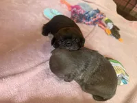 Arnold , a male Pug for sale in Bloomington, IL – 10 of 10
