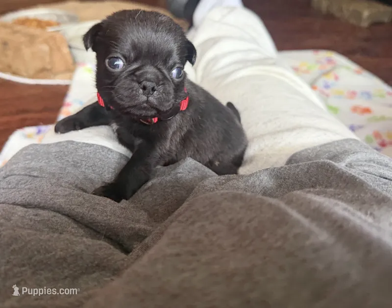 Berry – Pug puppy for sale in Bloomington, IL