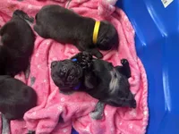 Earl, a male Pug for sale in Bloomington, IL – 10 of 10