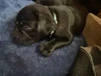Nugget, a male Pug for sale in Bloomington, IL – 2 of 9