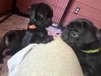 Bert, a male Pug for sale in Bloomington, IL – 2 of 10