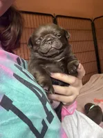 Arnold , a male Pug for sale in Bloomington, IL – 4 of 10