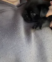 Baxter, a male Pug and Brussels Griffon for sale in Bloomington, IL – 10 of 10