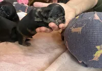 Coraline, a female Pug for sale in Bloomington, IL – 7 of 10