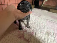 Blue , a female Pug for sale in Bloomington, IL – 9 of 10
