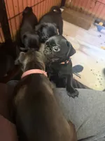 Pete, a male Pug for sale in Bloomington, IL – 7 of 10