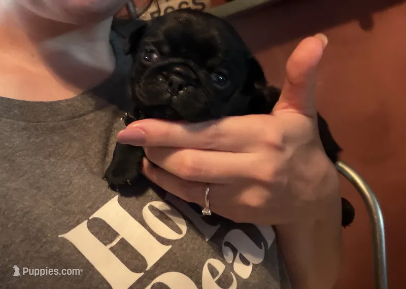 Earl – Pug puppy for sale in Bloomington, IL