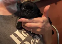 Earl, a male Pug for sale in Bloomington, IL – 1 of 10