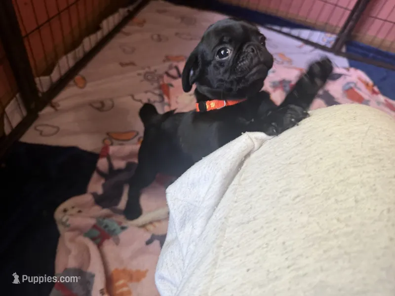 Bert – Pug puppy for sale in Bloomington, IL