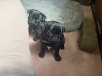 Petal, a female Pug for sale in Bloomington, IL – 7 of 10