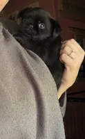 Baxter, a male Pug and Brussels Griffon for sale in Bloomington, IL – 9 of 10