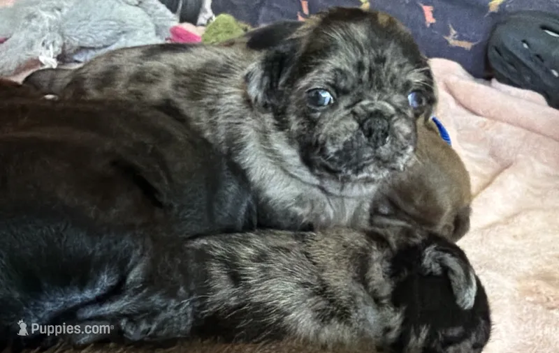 Beans – Pug puppy for sale in Bloomington, IL