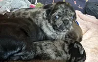 Beans, a male Pug for sale in Bloomington, IL – 1 of 10