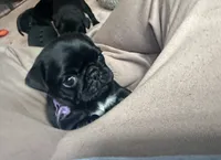 Pippa , a female Pug for sale in Bloomington, IL – 6 of 10