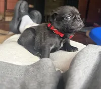 Berry, a male Pug for sale in Bloomington, IL – 2 of 10