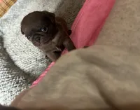 Lila 🍫 , a female Pug for sale in Bloomington, IL – 10 of 10