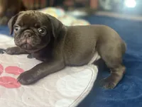 Count Chocula Jr. 🍫, a male Pug for sale in Bloomington, IL – 3 of 10
