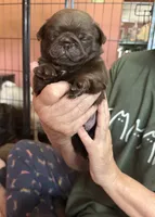 Arnold , a male Pug for sale in Bloomington, IL – 7 of 10
