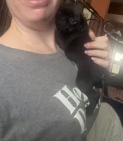 Petal, a female Pug for sale in Bloomington, IL – 9 of 10