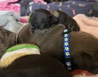 Coraline, a female Pug for sale in Bloomington, IL – 9 of 10