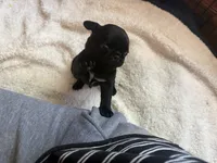 Ted, a male Pug for sale in Bloomington, IL – 9 of 10