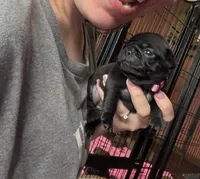 Petal, a female Pug for sale in Bloomington, IL – 4 of 10