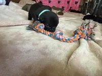 Nugget, a female Pug for sale in Bloomington, IL – 9 of 10