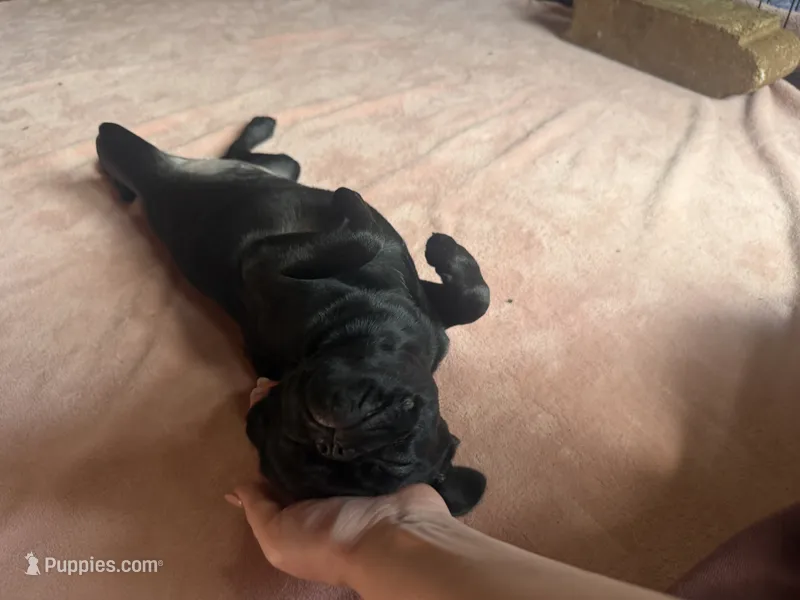 Pearl – Pug, Brussels Griffon puppy for sale in Bloomington, IL
