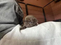 Lila 🍫 , a female Pug for sale in Bloomington, IL – 4 of 10