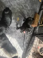 Pete, a male Pug for sale in Bloomington, IL – 9 of 10